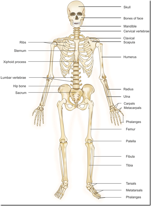 Skeletal System