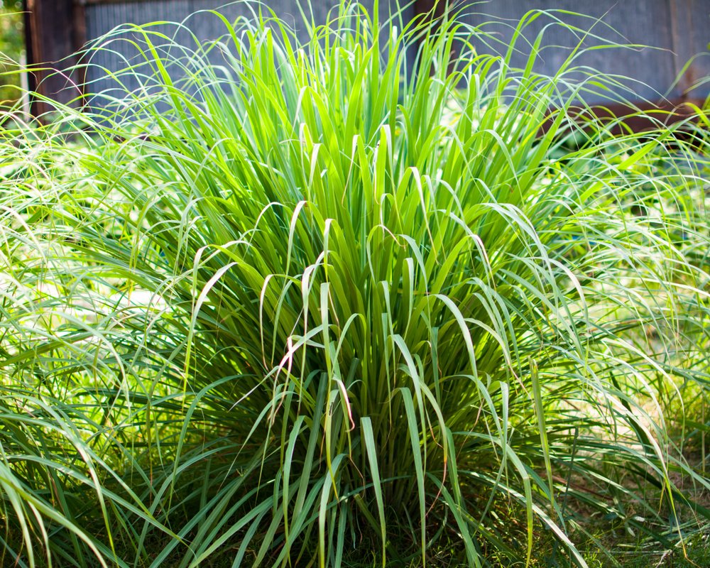 lemongrass Health Line.com September 16, 2024